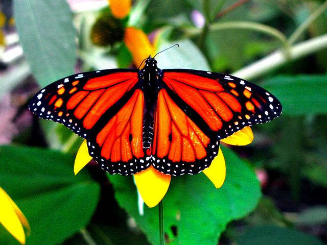 cb101b15e7434aa172e923fd7eccf881--group-monarch-butterfly