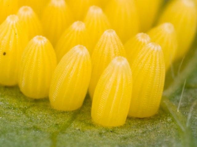 large-white-eggs1_peter-eeles_web